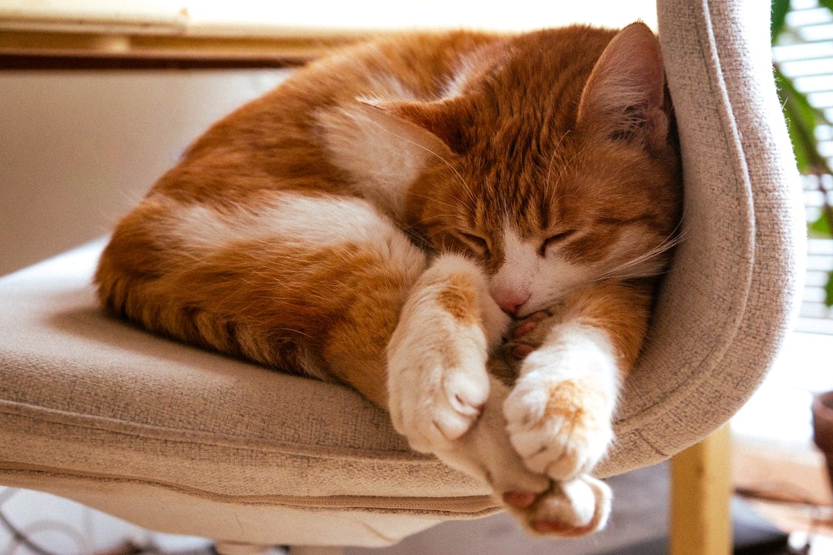 A calm cat resting