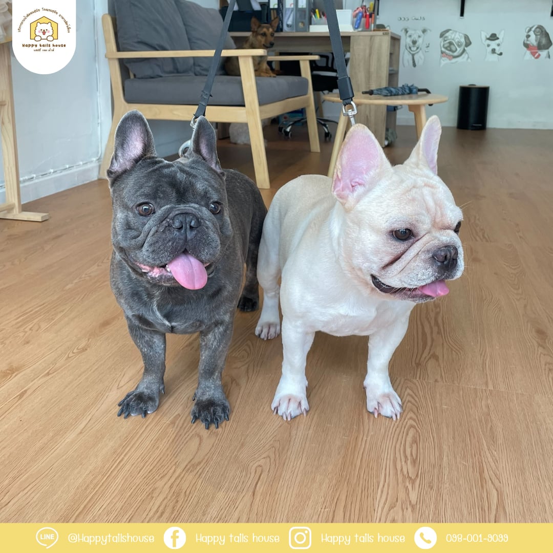 Dogs at Happy Tails House