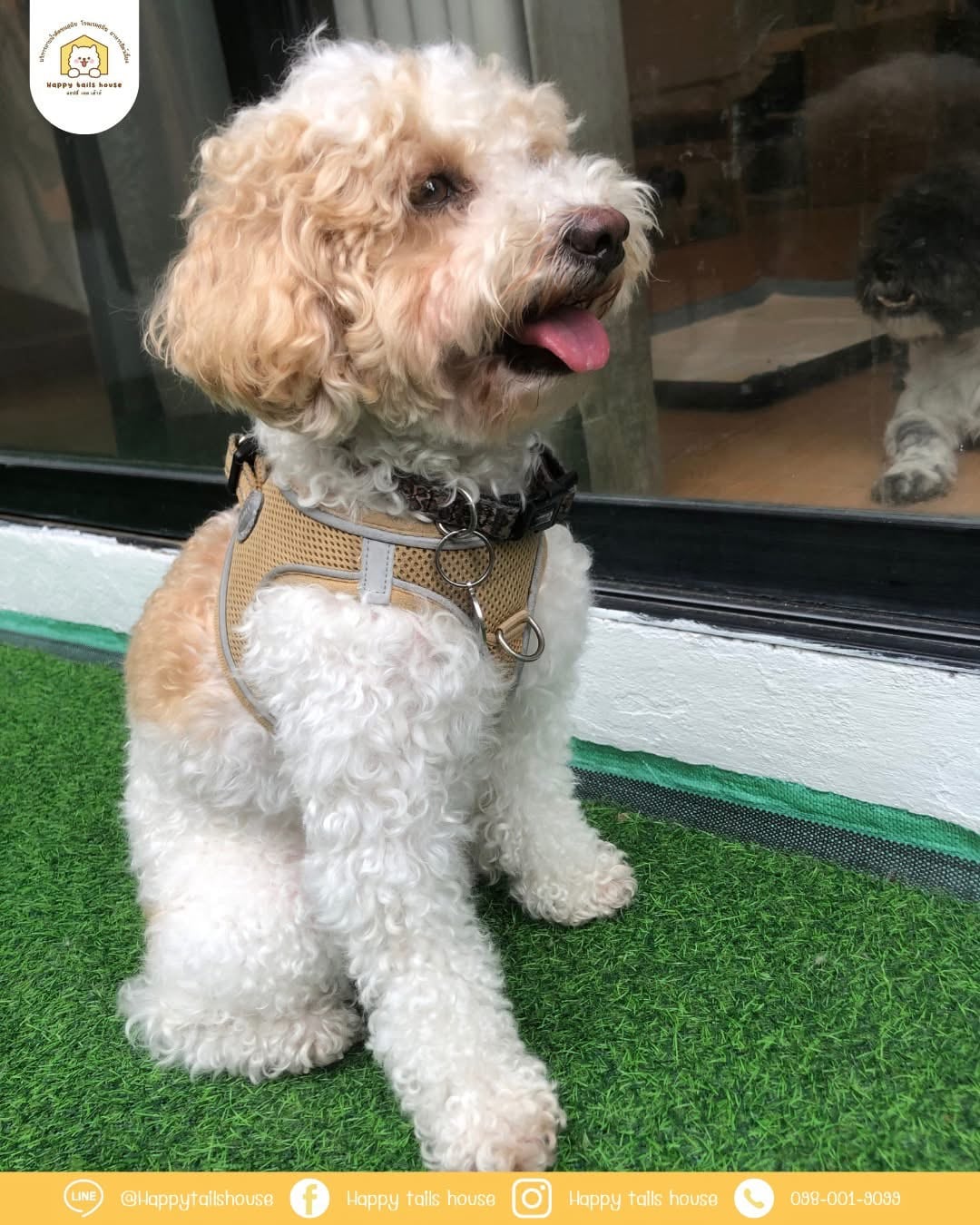 Freshly groomed dog