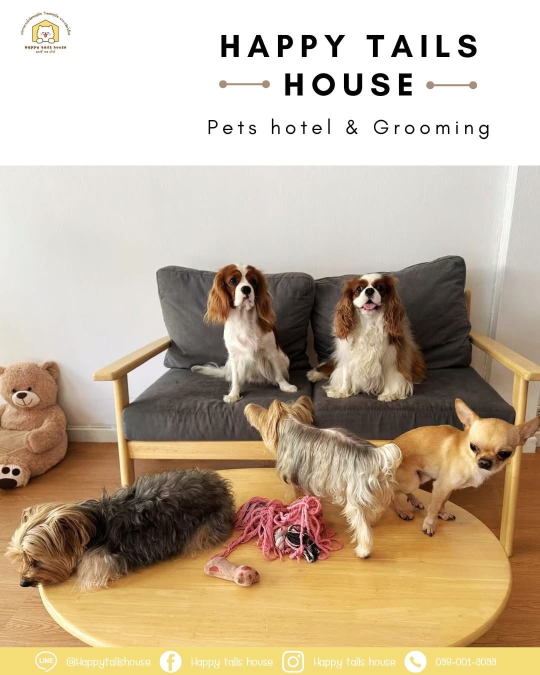 Dogs resting calmly in the lounge at Happy Tails House