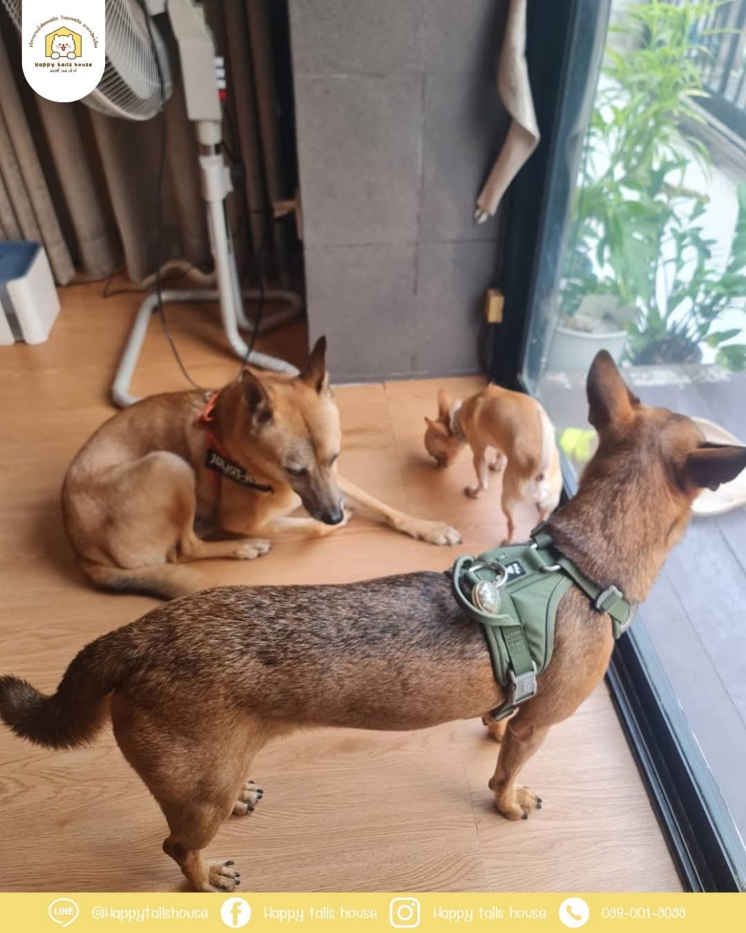 Dogs resting calmly during a stay