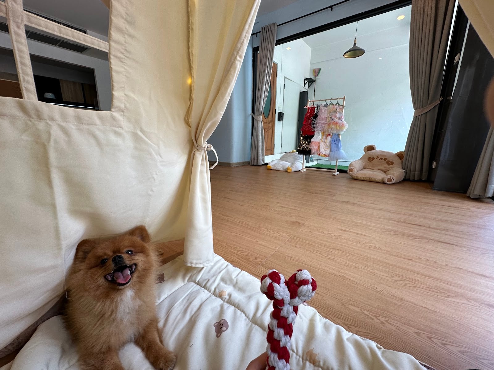 A pet resting calmly on a soft bed
